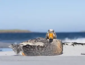 Images Dated 4th January 2015: Falkland Flightless Steamer Duck (Tachyeres brachypterus) or Logger, an endemic duck