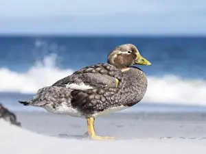 Stocky Prints: Falkland Flightless Steamer Duck (Tachyeres brachypterus) or Logger, an endemic duck