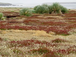 Bunch Prints: Falkland Island, Sea Lion Island