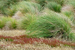 Poa Flabellata Prints: Falkland Island, Sea Lion Island