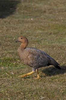 Images Dated 23rd March 2010: Falkland Island, Stanley (aka Port Stanley). Upland goose (f) (wild: Chloephaga picta