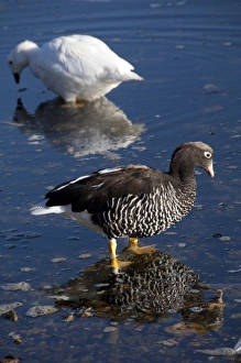 Kelp Prints: Falkland Island, Stanley. Endemic subspecies, Kelp goose, pair: white (m) brown (f) (wild