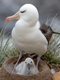 Nest Prints: Falkland Islands. An adult black-browed albatross sits on its nest with its chick