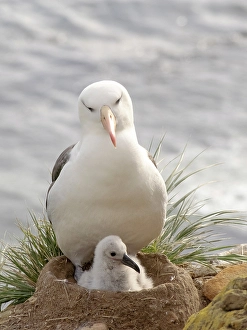 Nest Prints: Falkland Islands. An adult black-browed albatross sits on the nest with its chick on the cliff above the sea
