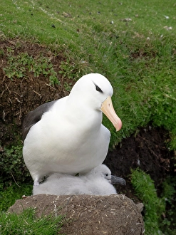 Nest Prints: Falkland Islands. An adult black-browed albatross sits on the nest with its large chick