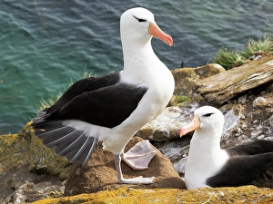 Nesting Prints: Falkland Islands. Two adult black-browed albatrosses greet each other after one returns