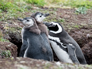 Nesting Prints: Falkland Islands. An adult Magellanic penguin stands with its two chicks near the entrance to its burrow