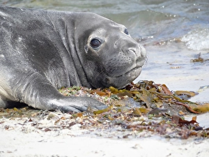 Images Dated 29th August 2024: Falkland Islands. A baby elephant seal lies on the beach with its large eyes
