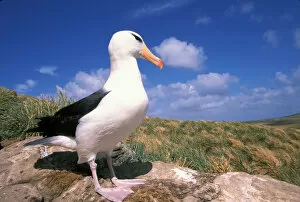 Falkland Islands. Black-browed Albatross. (Diomedea melanophris)
