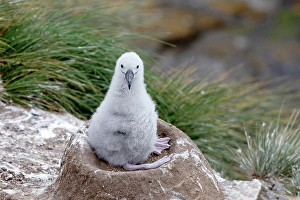 Nest Prints: Falkland Islands. A black-browed albatross chick sits on its nest waiting for an adult to return with food