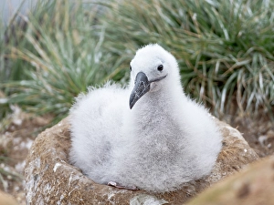 Waiting Prints: Falkland Islands. A black-browed albatross chick sits on its nest waiting for an adult to return with food