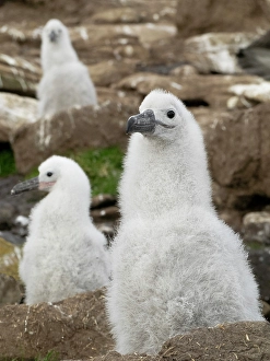 Nest Prints: Falkland Islands. Three black-browed albatross chicks sit on their nests on the rocky cliff