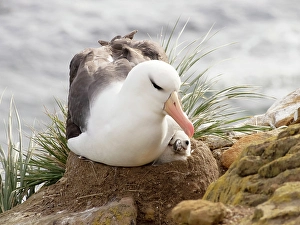 Nest Prints: Falkland Islands. A black-browed albatross sits on the nest, squeezing its chick