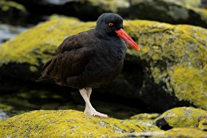 Lichen Prints: Falkland Islands. A blackish oystercatcher stands on the lichen covered rocks