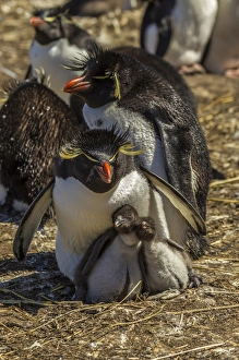Images Dated 16th December 2014: Falkland Islands, Bleaker Island. Rockhopper penguin family