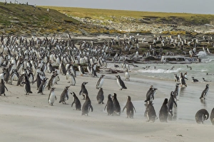 Falkland Islands, Bleaker Island. Magellanic and gentoo penguins on beach. Credit as