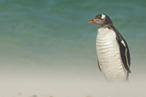 Images Dated 15th December 2014: Falkland Islands, Bleaker Island. Gentoo penguin and blowing beach sand. Credit as