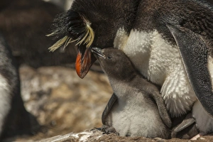 Images Dated 16th December 2014: Falkland Islands, Bleaker Island. Rockhopper penguin and chick