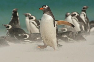 Falkland Islands, Bleaker Island. Gentoo penguins and blowing sand