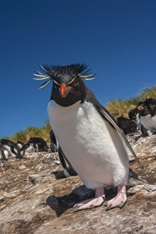Images Dated 16th December 2014: Falkland Islands, Bleaker Island. Rockhopper penguin close-up