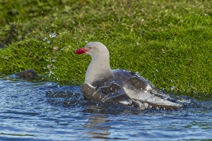 Images Dated 16th December 2014: Falkland Islands, Bleaker Island. Dolphin gull bathing