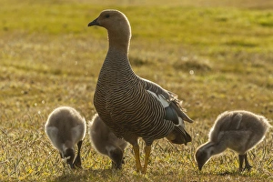 Images Dated 16th December 2014: Falkland Islands, Bleaker Island. Upland goose with goslings