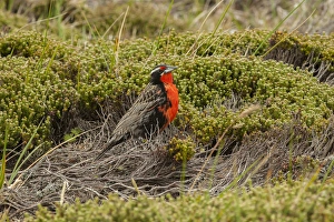 Images Dated 16th December 2014: Falkland Islands, Bleaker Island. Long-tailed meadowlark