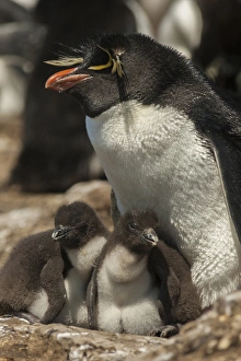 Falkland Islands, Bleaker Island. Rockhopper penguin and chicks
