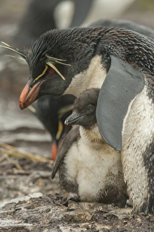 Images Dated 18th December 2014: Falkland Islands, Bleaker Island. Rockhopper penguin and chick