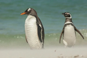 Images Dated 15th December 2014: Falkland Islands, Bleaker Island. Gentoo penguins and blowing beach sand. Credit as