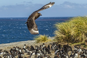 Images Dated 16th December 2014: Falkland Islands, Bleaker Island. Falkland skua flies over rockhopper penguin colony