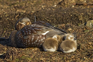 Images Dated 16th December 2014: Falkland Islands, Bleaker Island. Steamer duck and chicks