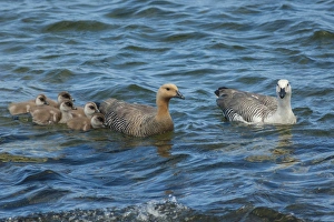 Images Dated 17th December 2014: Falkland Islands, Bleaker Island. Upland goose family swimming
