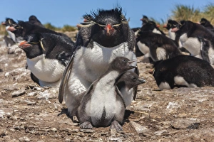 Images Dated 16th December 2014: Falkland Islands, Bleaker Island. Rockhopper penguin and chicks
