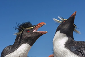 Images Dated 16th December 2014: Falkland Islands, Bleaker Island. Rockhopper penguins greeting