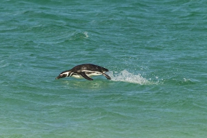 Images Dated 15th December 2014: Falkland Islands, Bleaker Island. Magellanic penguin breaching