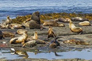 Images Dated 15th December 2014: Falkland Islands, Bleaker Island. Southern sea lions near water