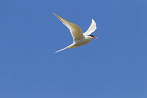 Images Dated 17th December 2014: Falkland Islands, Bleaker Island. South American tern in flight