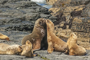 Images Dated 15th December 2014: Falkland Islands, Bleaker Island. Southern sea lions near water