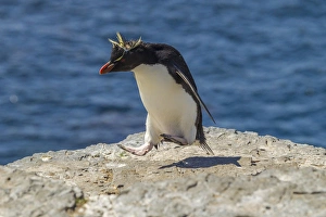Images Dated 16th December 2014: Falkland Islands, Bleaker Island. Rockhopper penguin living up to his name. Credit as