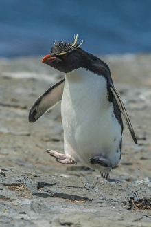 Images Dated 16th December 2014: Falkland Islands, Bleaker Island. Rockhopper penguin hopping
