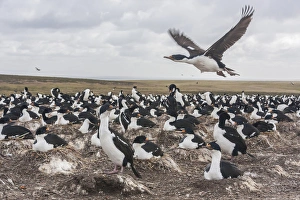 Images Dated 17th December 2014: Falkland Islands, Bleaker Island. Imperial shag nesting colony
