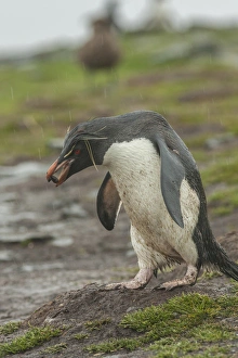 Falkland Islands, Bleaker Island. Rockhopper penguin carrying pebble in rain. Credit as