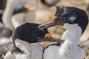 Prints of Falkland Islands, Bleaker Island. Imperial shags preening each other. Credit as: Cathy and Gordon Illg / Jaynes Gallery / DanitaDelimont Images Dated 2016 December: Falkland Islands, Bleaker Island. Imperial shags preening each other