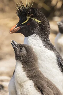 Prints of Falkland Islands, Bleaker Island. Rockhopper penguin adult and chick. Credit as: Cathy and Gordon Illg / Jaynes Gallery / DanitaDelimont Images Dated 2016 December: Falkland Islands, Bleaker Island. Rockhopper penguin adult and chick