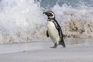 Prints of Falkland Islands, Bleaker Island. Magellanic penguin and crashing surf. Credit as: Cathy and Gordon Illg / Jaynes Gallery / DanitaDelimont Images Dated 2016 December: Falkland Islands, Bleaker Island. Magellanic penguin and crashing surf. Credit as