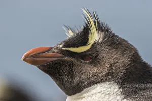 Prints of Falkland Islands, Bleaker Island. Rockhopper penguin portrait. Credit as: Cathy and Gordon Illg / Jaynes Gallery / DanitaDelimont Images Dated 2016 December: Falkland Islands, Bleaker Island. Rockhopper penguin portrait