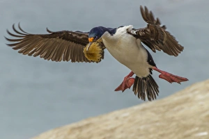 Images Dated 20th December 2014: Falkland Islands, Carcass Island. Imperial shag flies with nesting material. Credit as