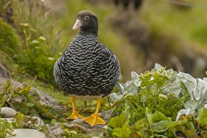 Images Dated 19th December 2014: Falkland Islands, Carcass Island. Close-up of kelp goose