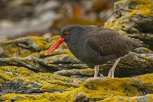 Images Dated 20th December 2014: Falkland Islands, Carcass Island. Close-up of blackish oystercatcher